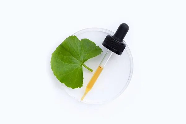 Verse Bladeren Van Gotu Kola Petrischaaltje Witte Achtergrond — Stockfoto