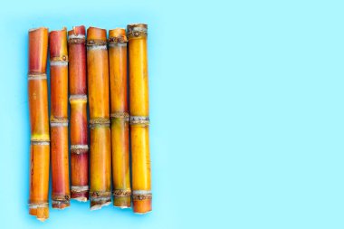 Mavi arka planda şeker kamışı.