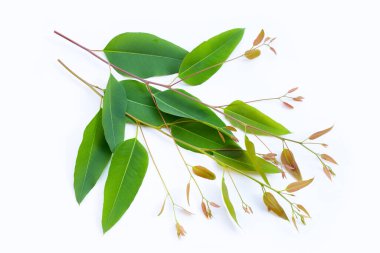 Beyaz arkaplanda okaliptüs yaprakları.