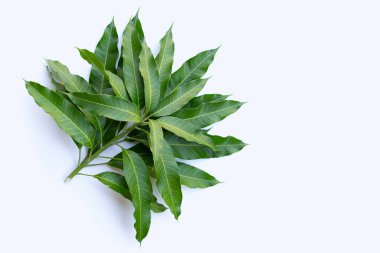 Mango yaprakları beyaz arkaplanda.