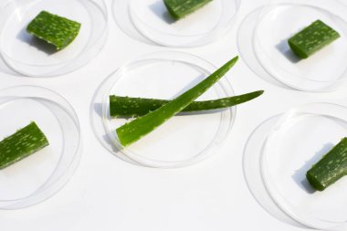 Beyaz arka planda petri kabında Aloe Vera.