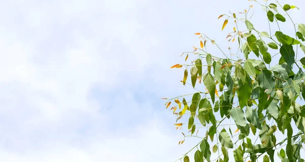 Árbol Eucalipto Con Cielo Azul Nube — Foto de Stock
