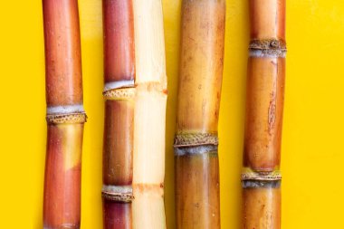 Sarı zemin üzerinde şeker kamışı.