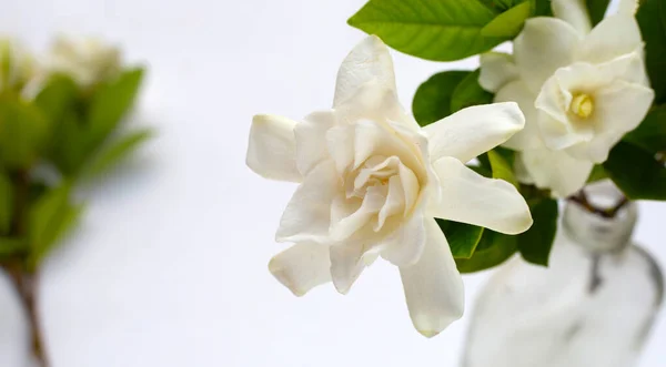 Cabo Jasmim Jardim Gardênia Flor Gerdenia — Fotografia de Stock