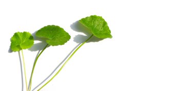 Gotu kola, Asya pennywort veya Hindistan pennywort beyaz arka planda.