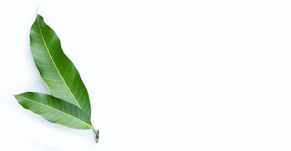 Φύλλα Μάνγκο Λευκό Φόντο — Φωτογραφία Αρχείου