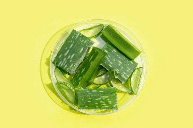 Aloe vera in petri dishes on green background.