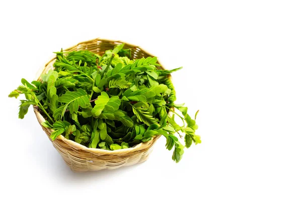 Young Tamarind Leaves White Background — Stock Photo, Image