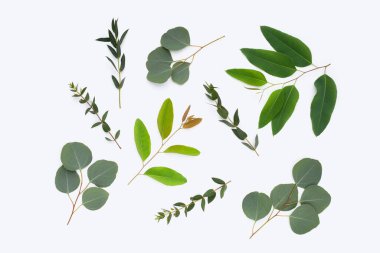 Beyaz üzerine yeşil okaliptüs yaprakları