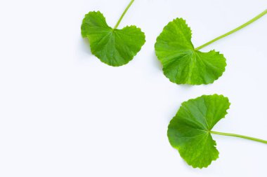 Beyaz arkaplanda gotik kola yapraklarından yapılmış çerçeve.