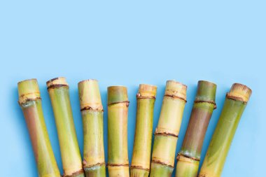 Mavi arka planda şeker kamışı.