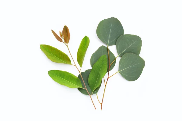 Green Leaves Eucalyptus White — Zdjęcie stockowe