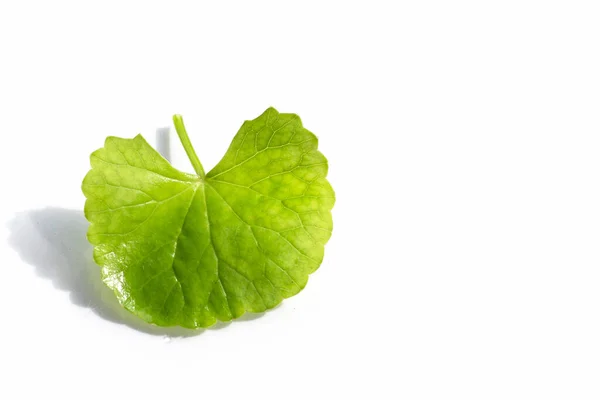 Frisches Blatt Von Gotu Kola — Stockfoto