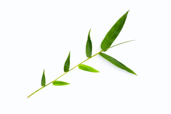 Bamboe Bladeren Witte Achtergrond — Stockfoto