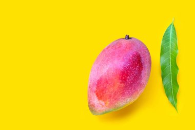 Tropik meyve, sarı arka planda mango. Üst görünüm