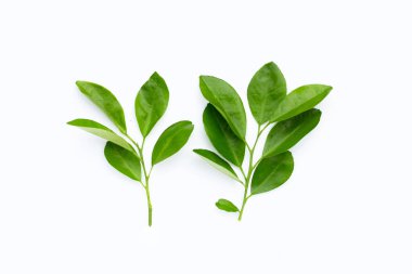 Citrus beyaz arkaplanda yapraklar bırakır. Üst görünüm