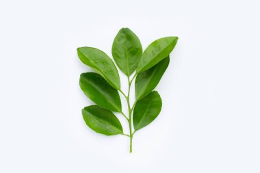 Citrus beyaz arkaplanda yapraklar bırakır. Üst görünüm