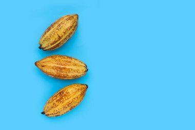 Mavi arka planda izole edilmiş kakao meyvesi
