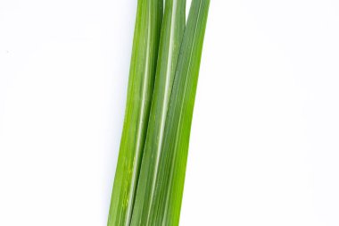 Beyaz arkaplanda şeker kamışı yaprakları.