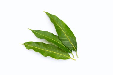 Mango yaprakları beyaz arkaplanda.