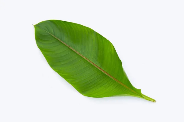 Heliconia Foglia Sfondo Bianco — Foto Stock