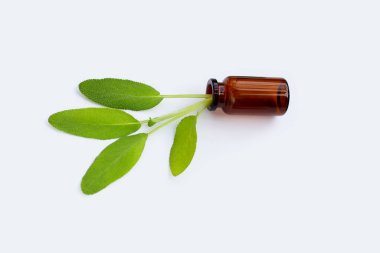 Beyaz arka planda gerekli yağ şişesinde adaçayı yaprakları.
