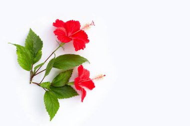 Beyaz arkaplanda yaprakları olan Hibiscus çiçeği. 