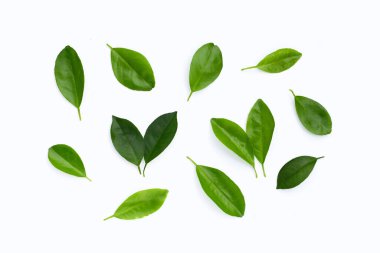 Citrus beyaz arkaplanda yapraklar bırakır. Üst görünüm