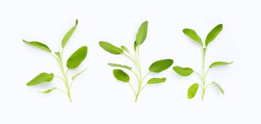 Beyaz arkaplanda adaçayı yaprakları.