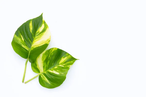 Pothos Dourado Folhas Hera Diabo Fundo Branco — Fotografia de Stock