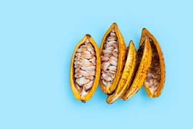 Mavi arka planda izole edilmiş kakao meyvesi