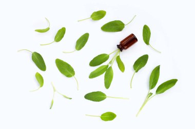 Beyaz arkaplanda adaçayı yaprakları.