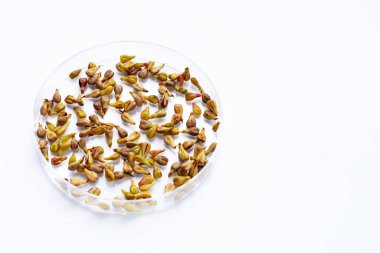 beyaz zemin üzerinde üzüm çekirdeği.