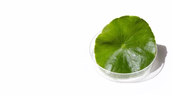 Frisches Grünes Blatt Der Centella Asiatica Petrischalen Auf Weißem Hintergrund — Stockfoto