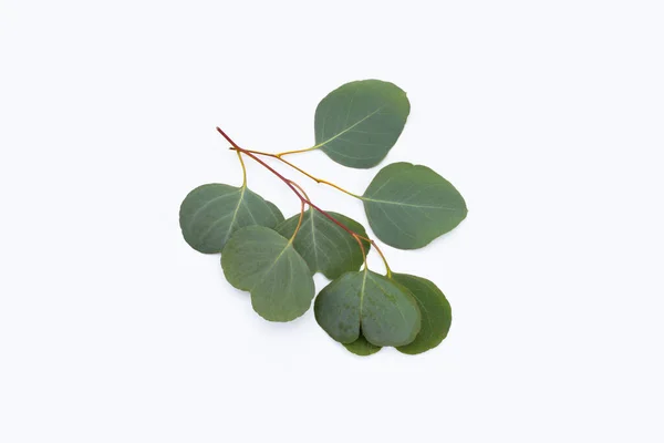 Green Leaves Eucalyptus White — Zdjęcie stockowe