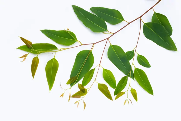 Eucalyptus Bladeren Witte Achtergrond — Stockfoto