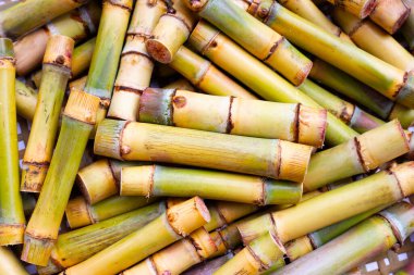 Taze şeker kamışı dikmek için kesilmiş.