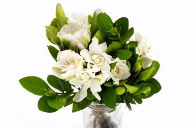 Cape yasemin ya da bahçe gardenyası, gerdenya çiçeği.