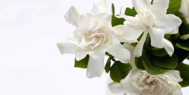 Cape yasemin ya da bahçe gardenyası, gerdenya çiçeği.