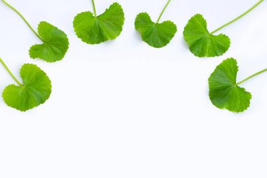 Beyaz arkaplanda gotik kola yapraklarından yapılmış çerçeve.