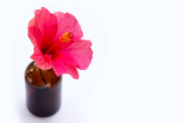 Hibiscus çiçek beyaz arka plan üzerinde.