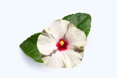 Beyaz arkaplanda yaprakları olan Hibiscus çiçeği.