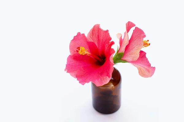 Beyaz Arka Planda Kahverengi Şişede Hibiscus Çiçeği — Stok fotoğraf