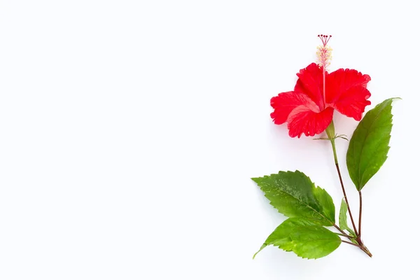 Hibiscus Çiçek Beyaz Arka Plan Üzerinde — Stok fotoğraf