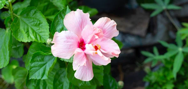 Różowy Kwiat Hibiskusa Liśćmi — Zdjęcie stockowe