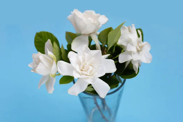 Cape jasmine or garden gardenia, gerdenia flower