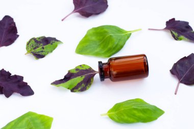 Beyaz arkaplanda fesleğen yaprakları.