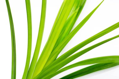 taze pandan beyaz zemin üzerine bırakır..