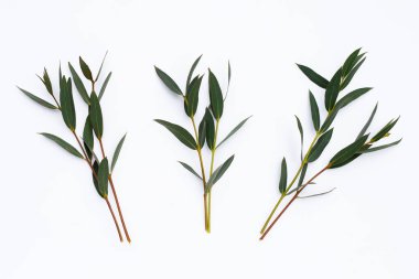 Beyaz üzerine yeşil okaliptüs yaprakları