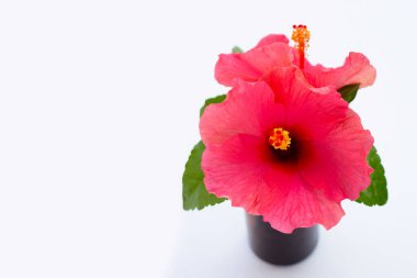 Hibiscus çiçek beyaz arka plan üzerinde.